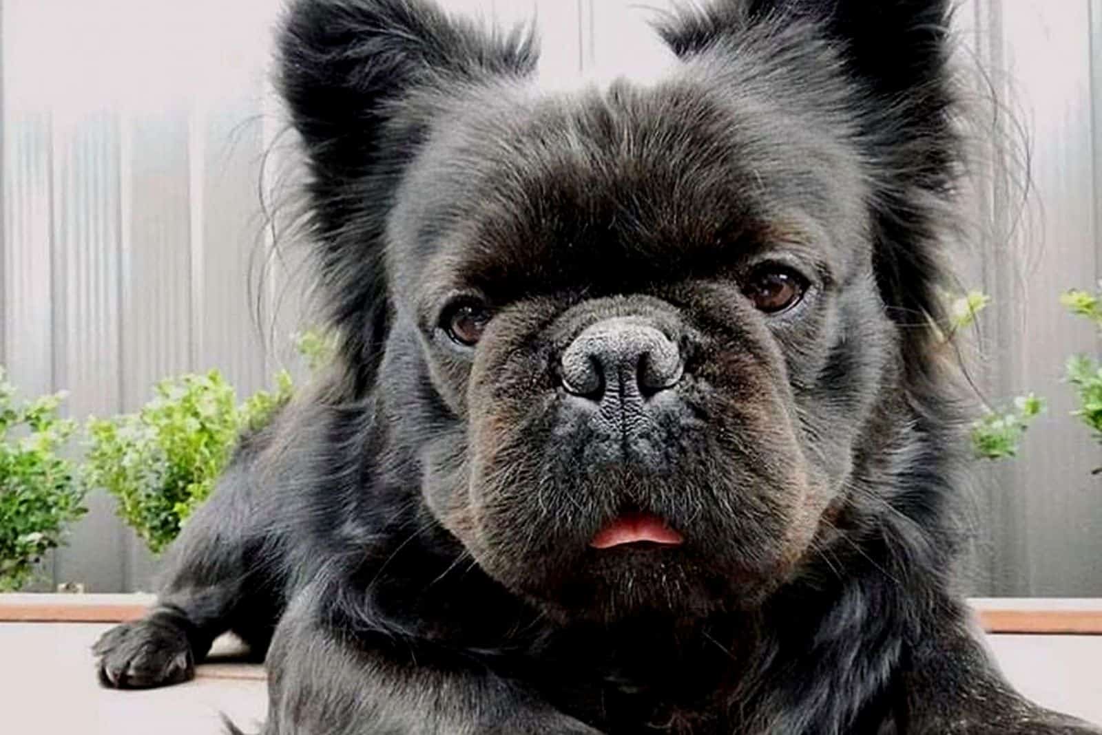 Blue Long Haired French Bulldog Breeders - wide 4
